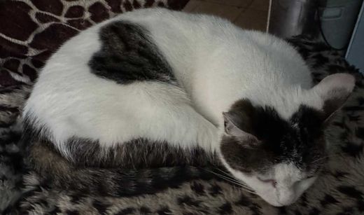 Hauskatze-Mix, weiß mit grauen Herzen