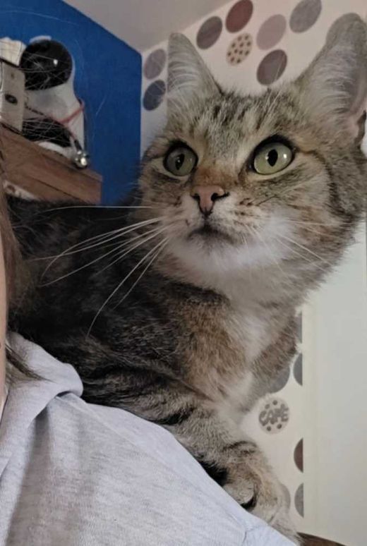 Hauskatze, schwarz braun blond