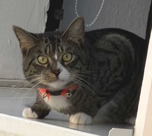 Hauskatze, getigert