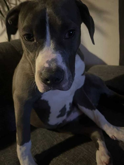 American Bully-Weimaraner-Mix, grau-braun mit weiß