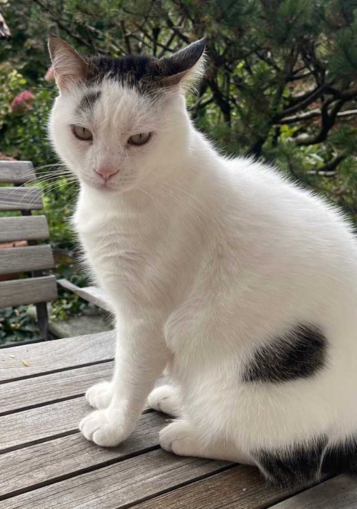 Hauskatze-Europäisch Kurzhaar-Mix, grau-weiß