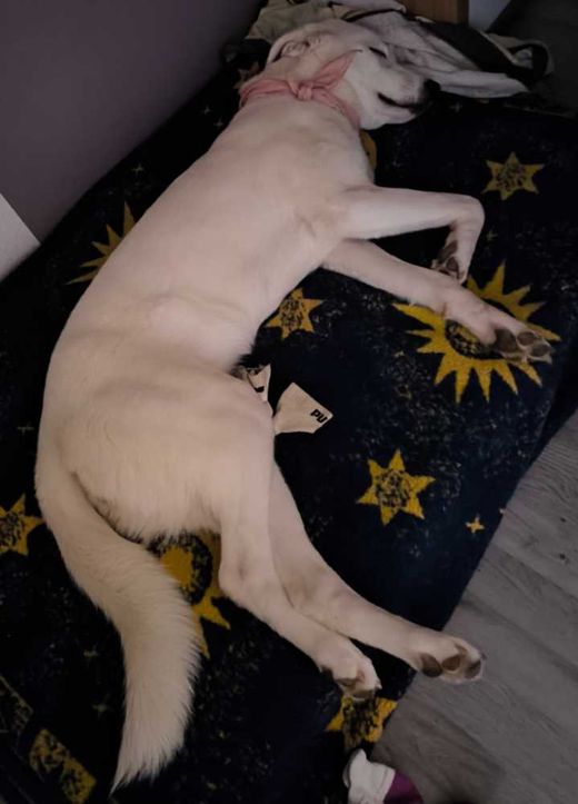 Mischlingshund, Weiß
