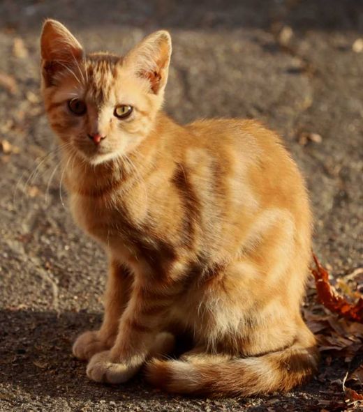 Hauskatze, rot