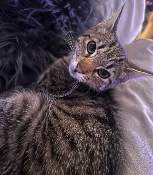 Mischling, Getigert