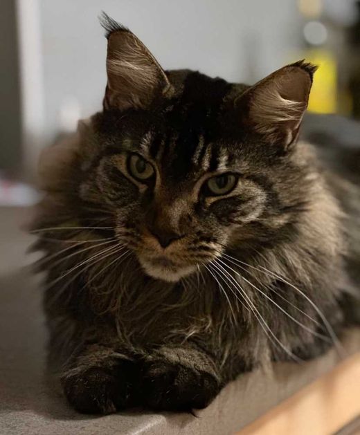 Maine Coon, braun-schwarz getigert