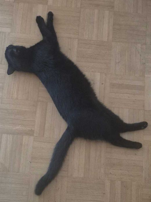 Europäisch Kurzhaar, schwarz
