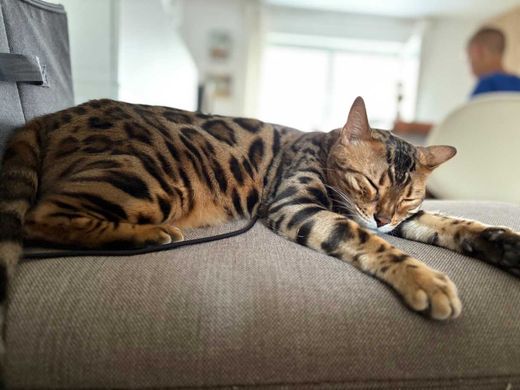 Bengal Cat, braun