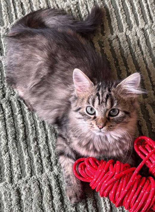 Europäische Langhaarkatze, grau getigert mit weiß