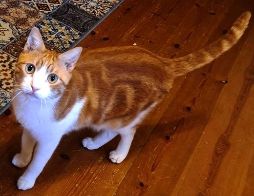 Europäisch Kurzhaar, ginger-white