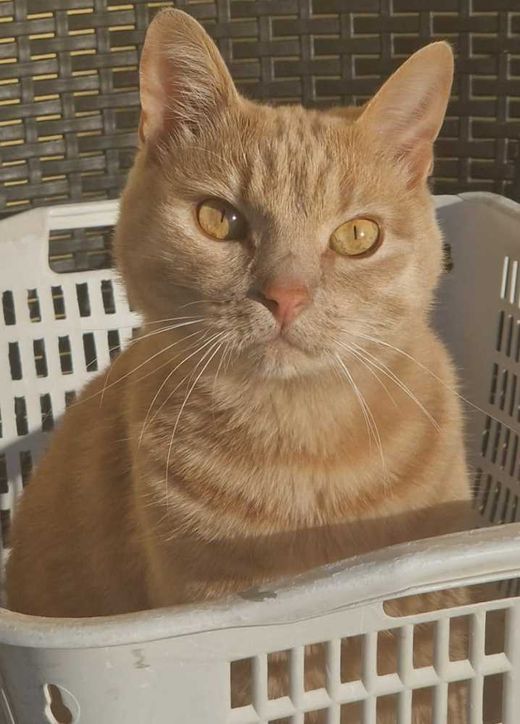 Mischling, rot getigert