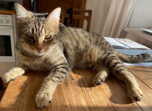 Mischling, grau getigert