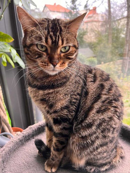 Bengal Cat, braun-schwarz