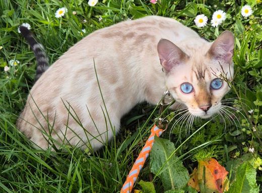 Bengal Cat, weiß