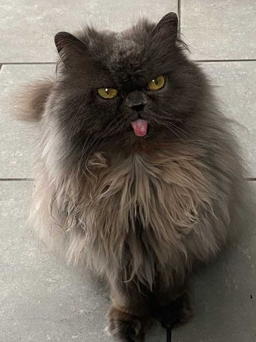 Perserkatze, grau