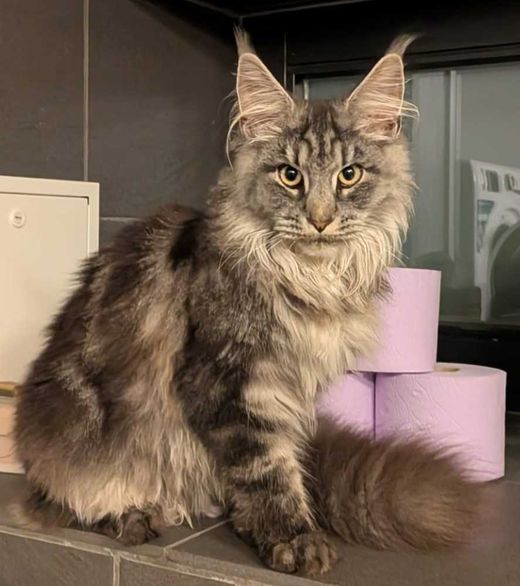 Maine Coon, grau weiss getigert