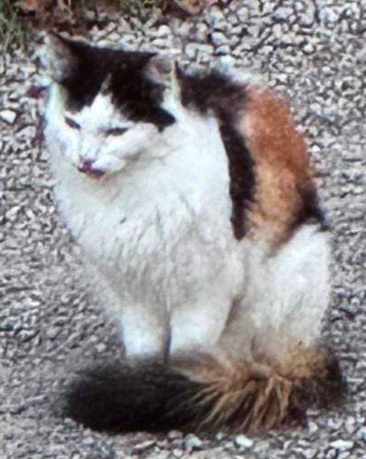 Europäische Langhaarkatze, Tricolor Langhaar