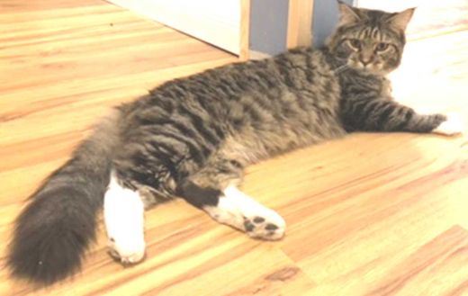 Maine Coon-Bengal Cat-Mix, black-tabby-white-spottet