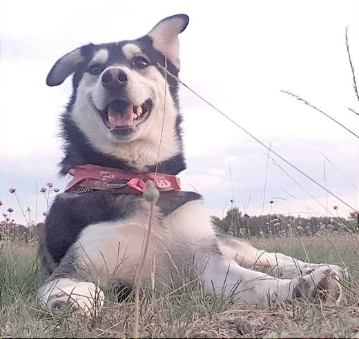 Siberian Husky-Mix, schwarz-weiß