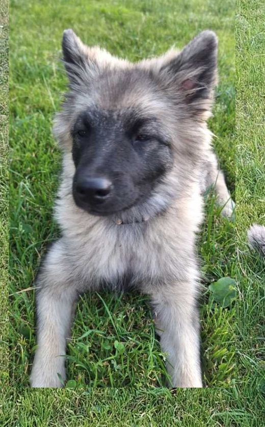 Wolfsspitz, grau