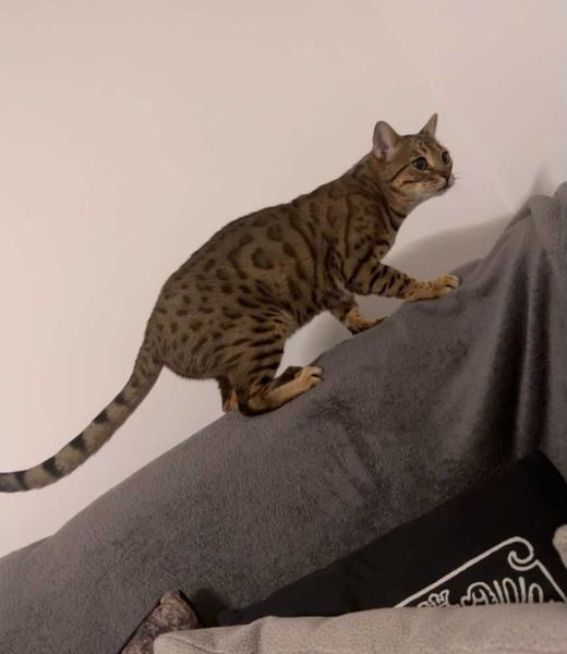 Bengal Cat, braun