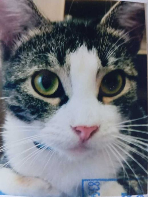 Hauskatze, weiß mit grau-schwarz