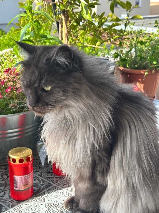 Maine Coon, blue smoke