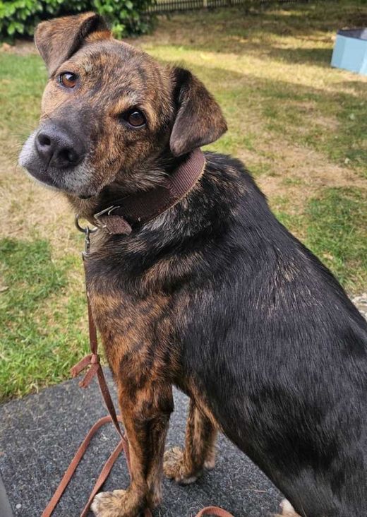 Schäferhund-Mix, braun-schwarz