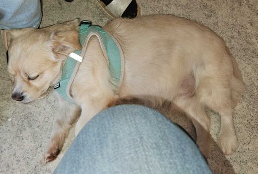Mischlingshund, beige