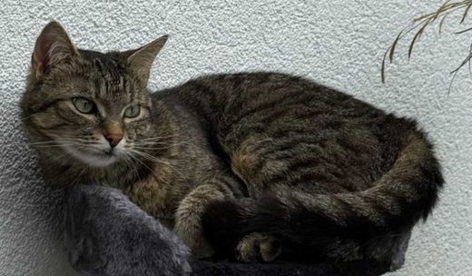 Europäisch Kurzhaar-Mix, braun schwarz getigert