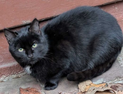 Mischling, schwarz
