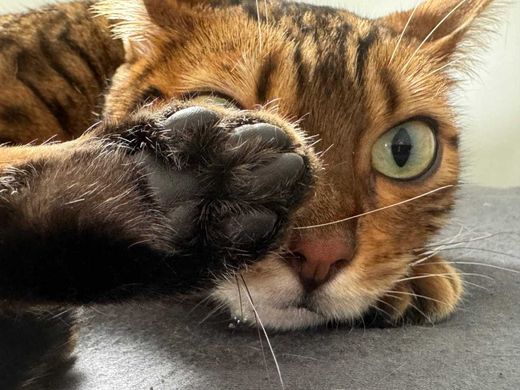 Bengal Cat, Braun schwarz