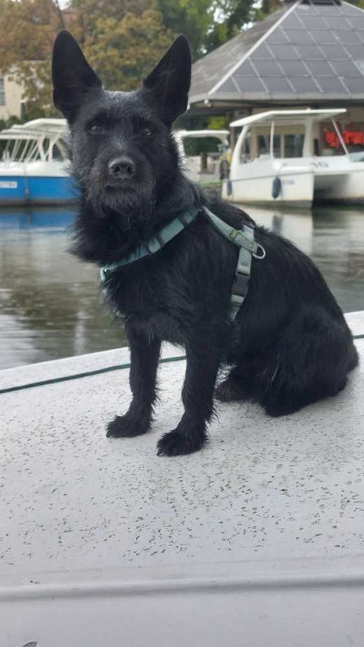 Schnauzer-Mix, schwarz