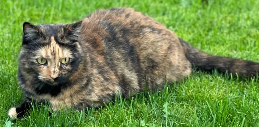 Maine Coon-Mix, schildpatt tricolor