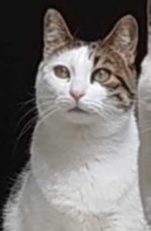 Mischling, weiß getigert