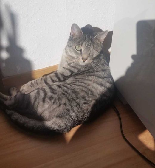 Europäisch Kurzhaar, silber-grau getigert