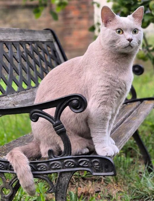 Britisch Kurzhaar, lilac