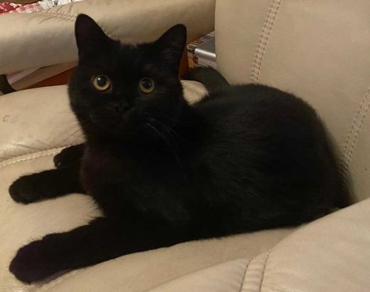 Maine Coon-Britisch Kurzhaar-Mix, schwarz