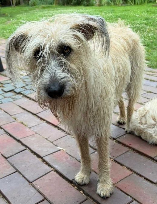 Mischlingshund, blond grau