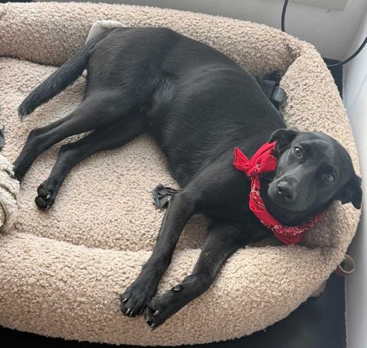 Mischlingshund, schwarz