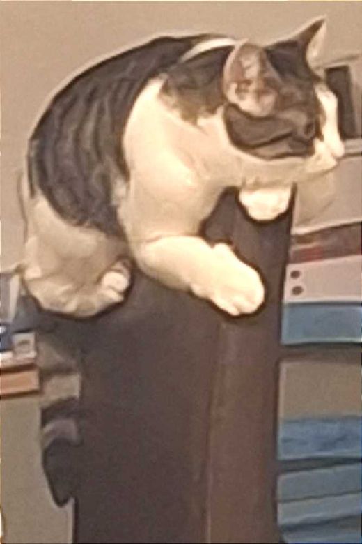 Hauskatze, weiß mit grau-schwarz