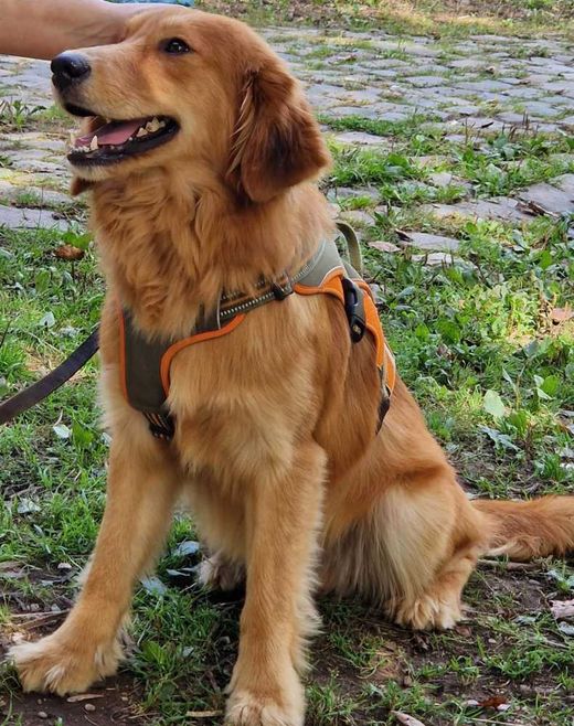 Golden Retriever-Mix, gold-braun