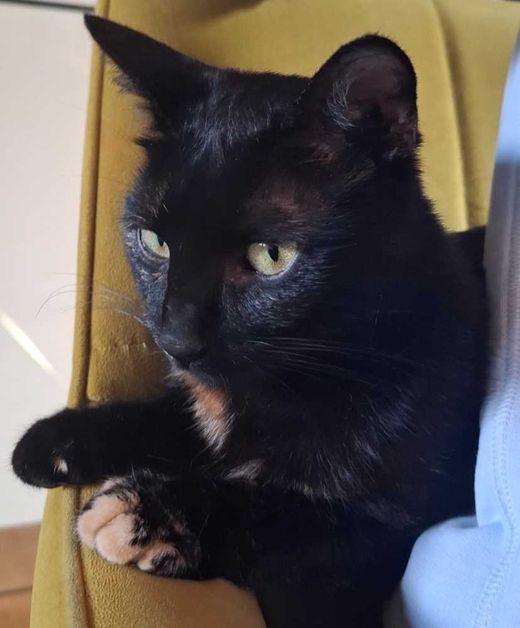 Hauskatze, schwarz-braun-beige