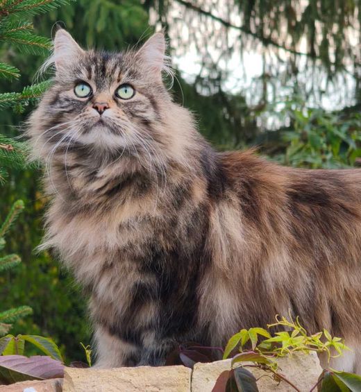 Maine Coon-Mix, tricolor