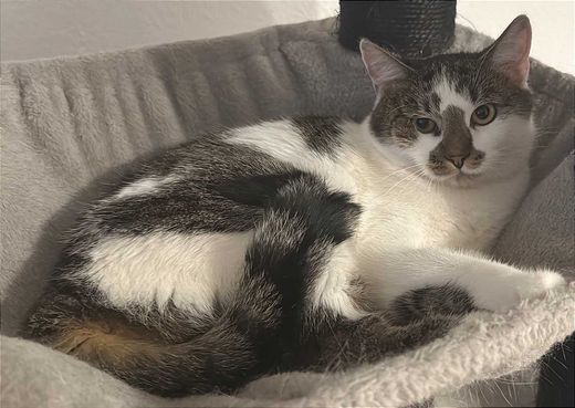 Hauskatze, weiß mit getigert