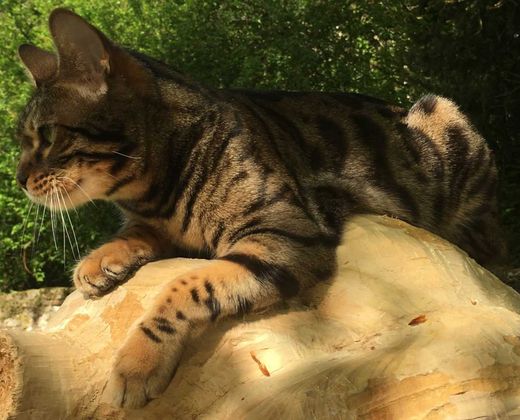 Bengal Cat-Mix, braun-grau-schwarz