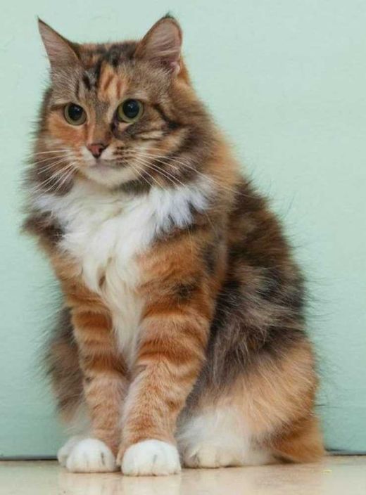 Sibirische Waldkatze-Mix, Braun/beige/schwarz/weiß