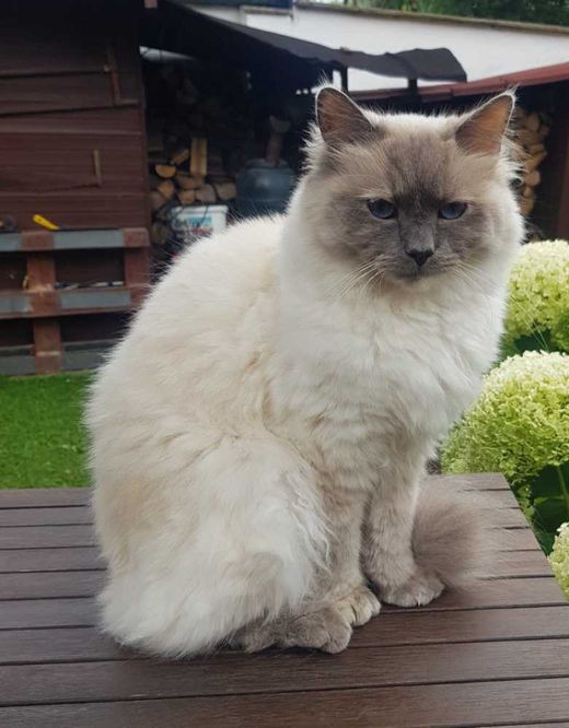 Norwegische Waldkatze-Heilige Birma-Mix, weiß-grau