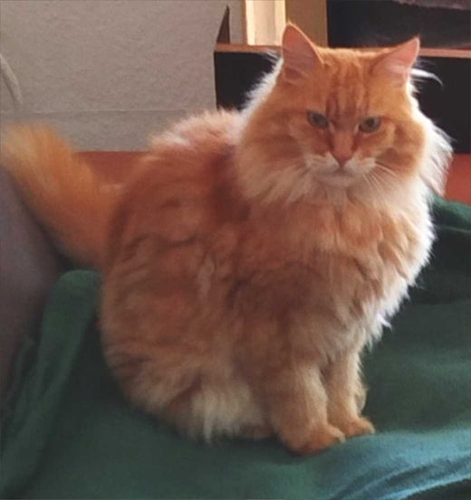 Maine Coon, rot