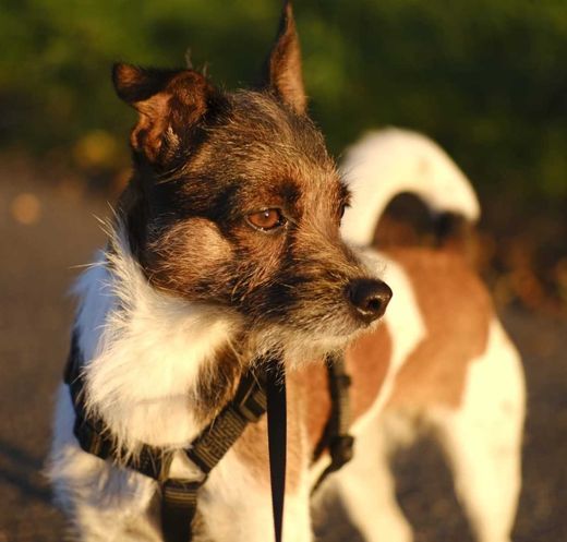 Jack Russell Terrier-Parson Russell Terrier-Mix, Weiß Braun