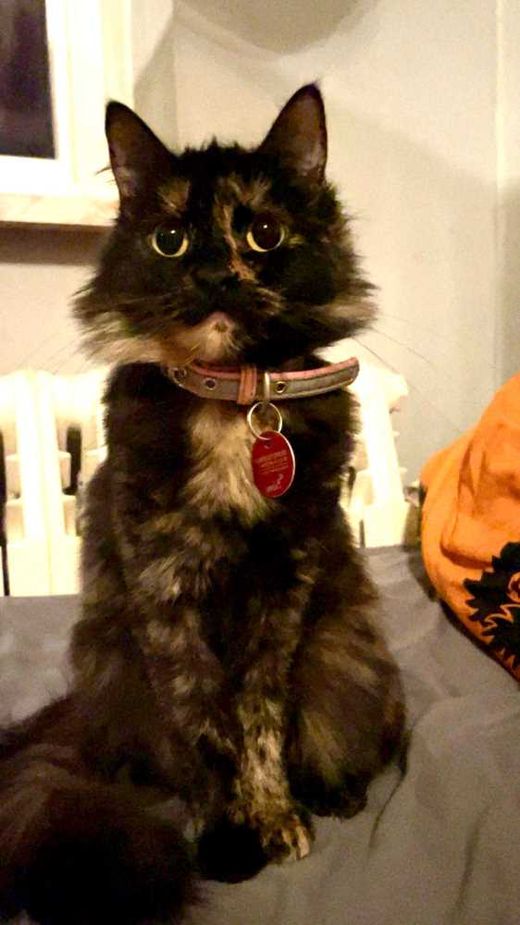 Maine Coon-Wildkatze-Mix, schildpatt